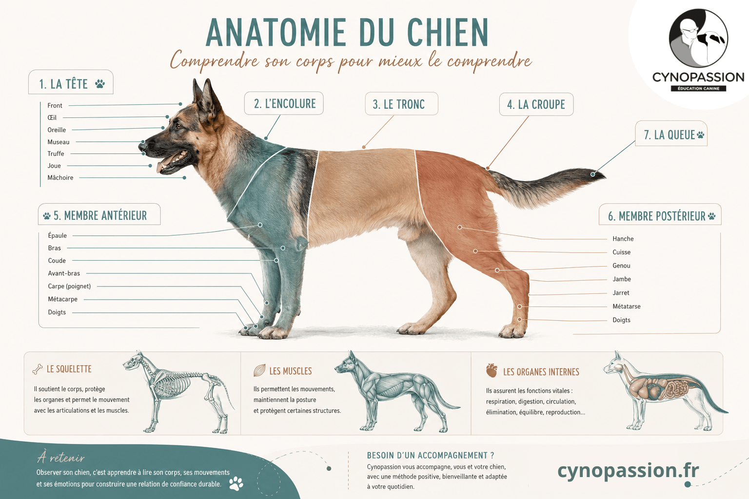 Comprendre le chien passe aussi par l'observation de son corps.