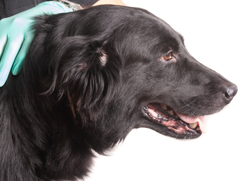 L’arthrose canine