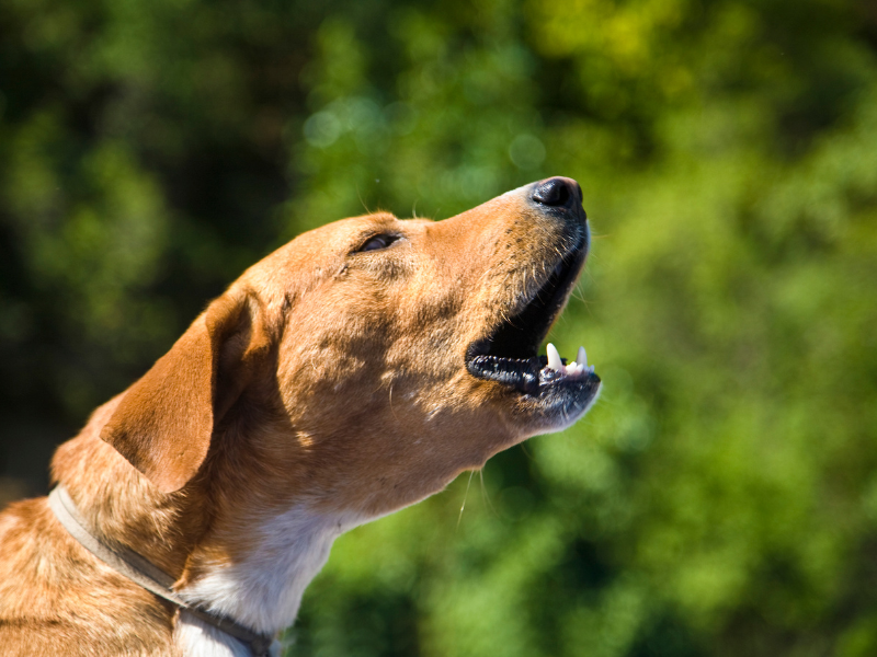 Mon chien détruit et aboie