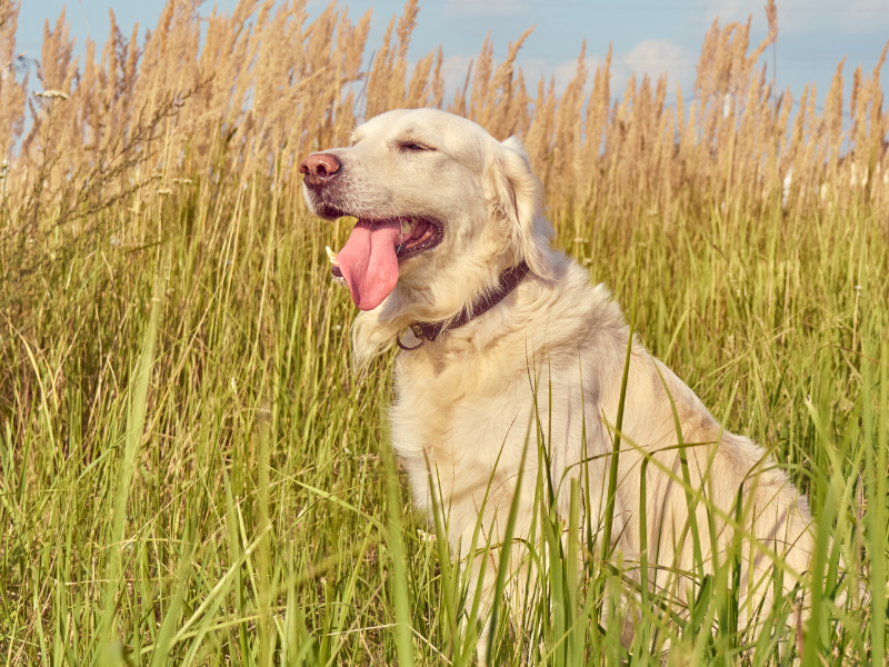 Quels sont les signaux d’apaisement du chien ?
