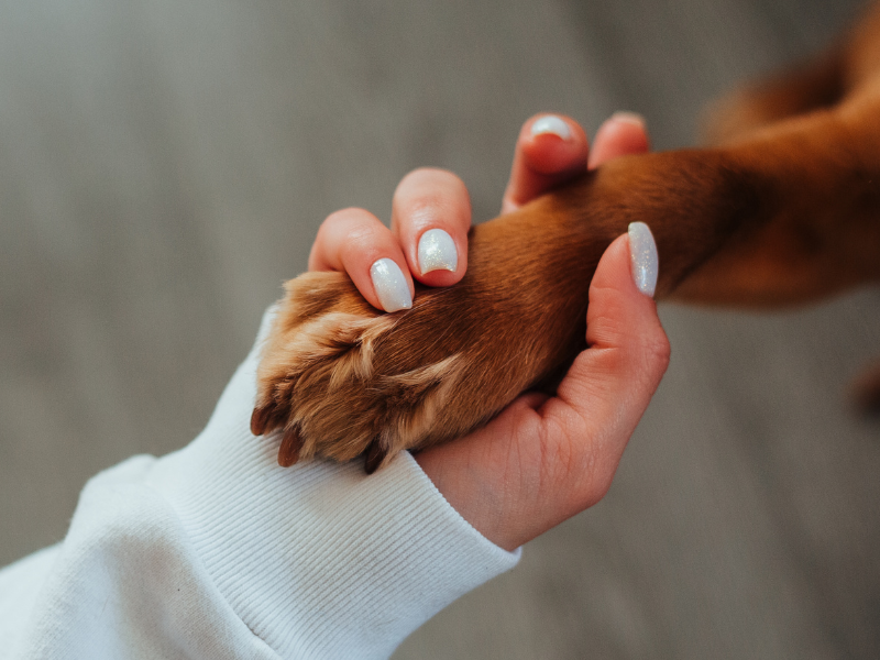 L’anatomie du chien de A à Z