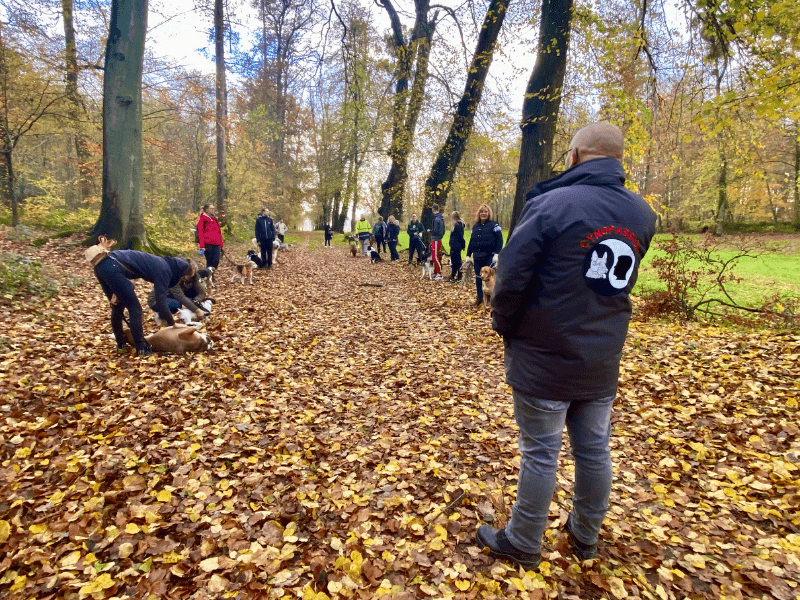 cany rando forêt octobre cynopassion cany rando foret octobre cynopassion