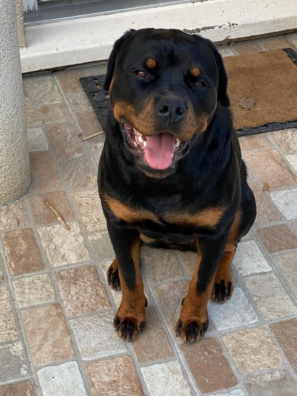 cynopassion-educateur-canin-rottweiler-chien-puissant cynopassion educateur canin rottweiler chien puissant