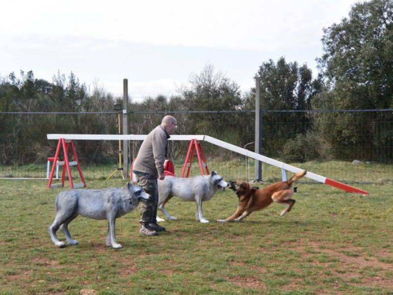 cynopassion-seance individuelle éducation canine