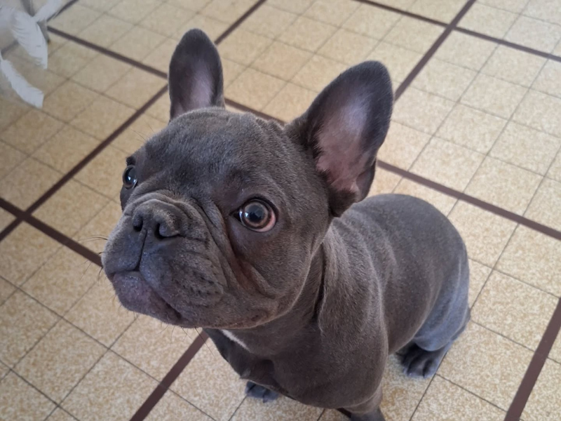 Education du chien et du chiot