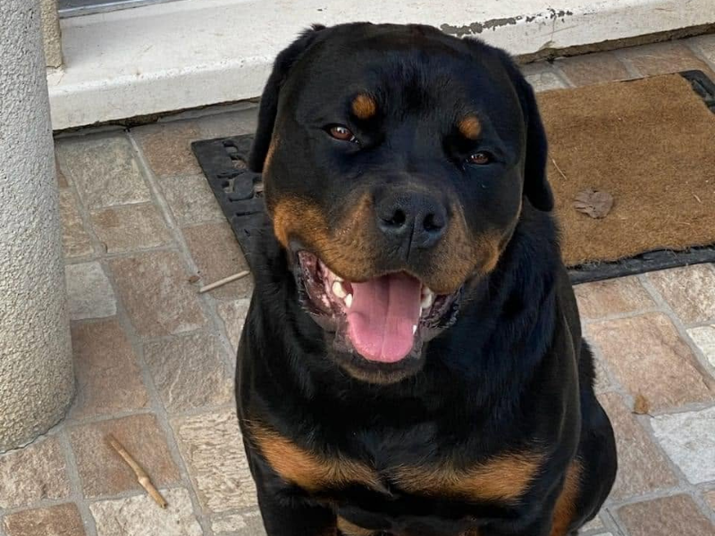 Un permis chien pour les chiens de catégorie ?