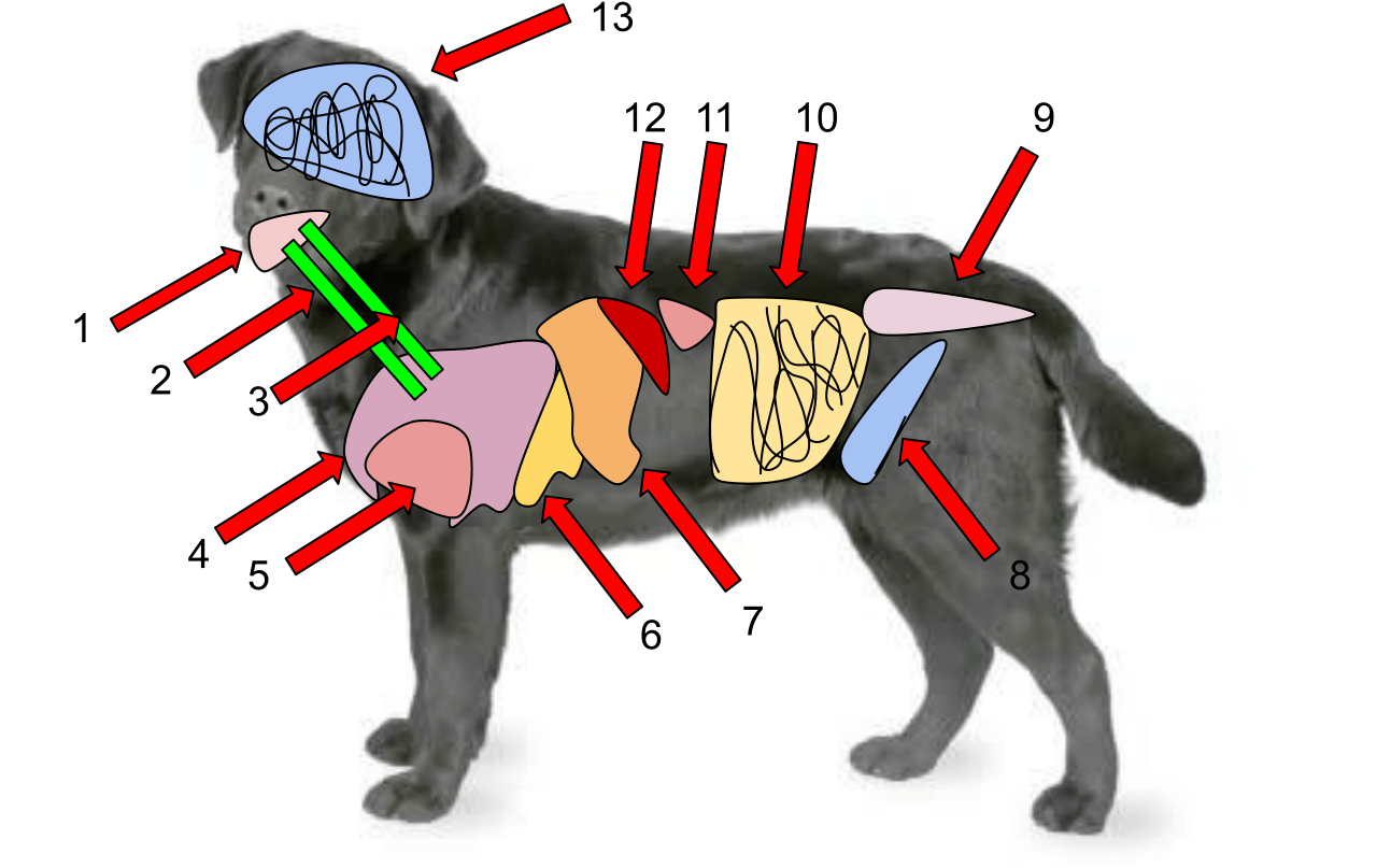 anatomie du chien