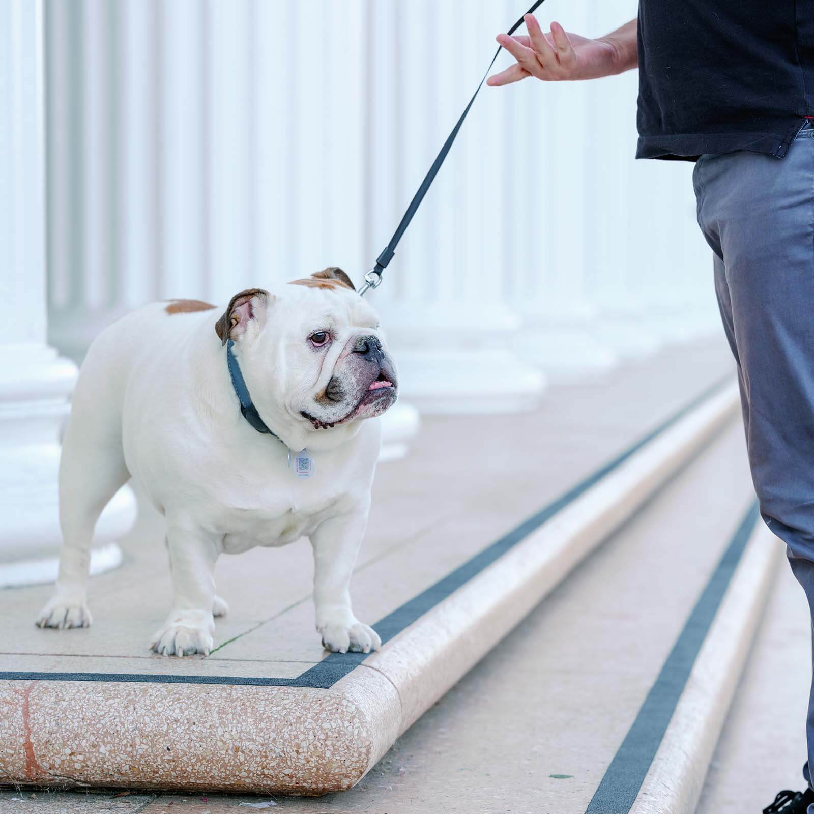 pet trainer 3