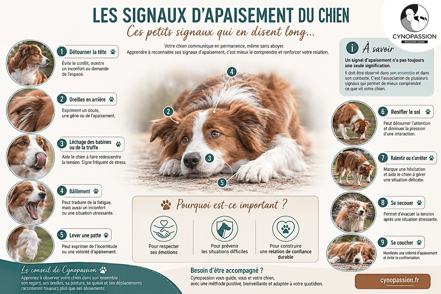 Quels sont les signaux d'apaisement du chien ? les principaux signaux d'apaisement du chien : décryptage par Cynopassion, éducateur canin