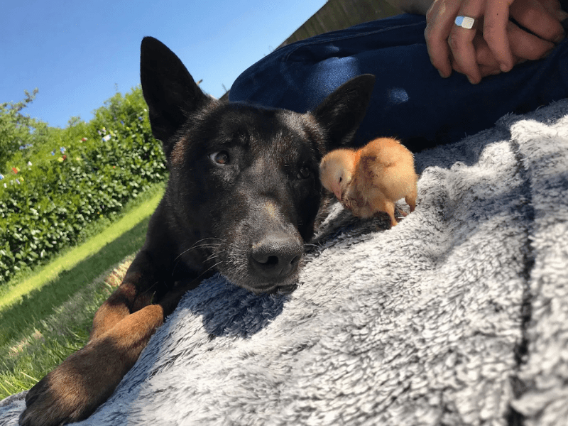 vos animaux chien apaisé congénères cynopasion vos animaux chien apaise congeneres cynopasion