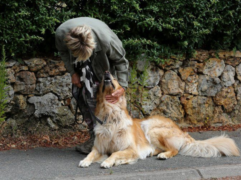 vos animaux nos stars chez cynopassion apaisement chien