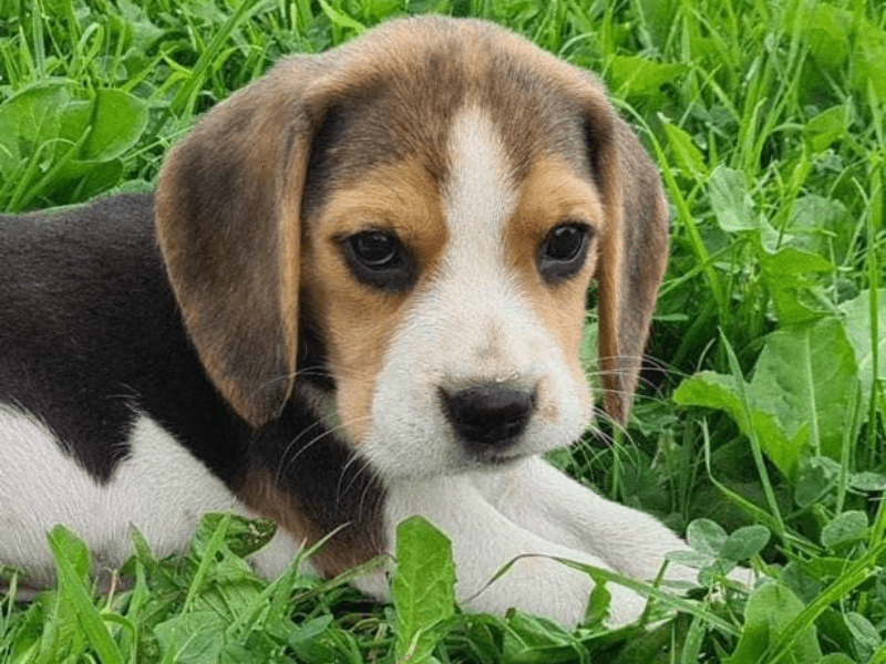 vos animaux nos stars chez cynopassion chiot accompagnement