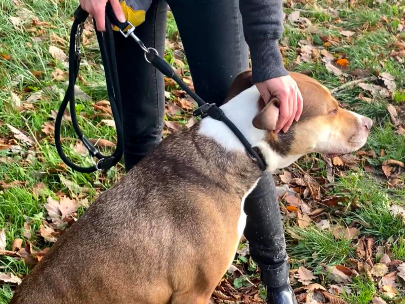 vos animaux nos stars chez cynopassion laisse