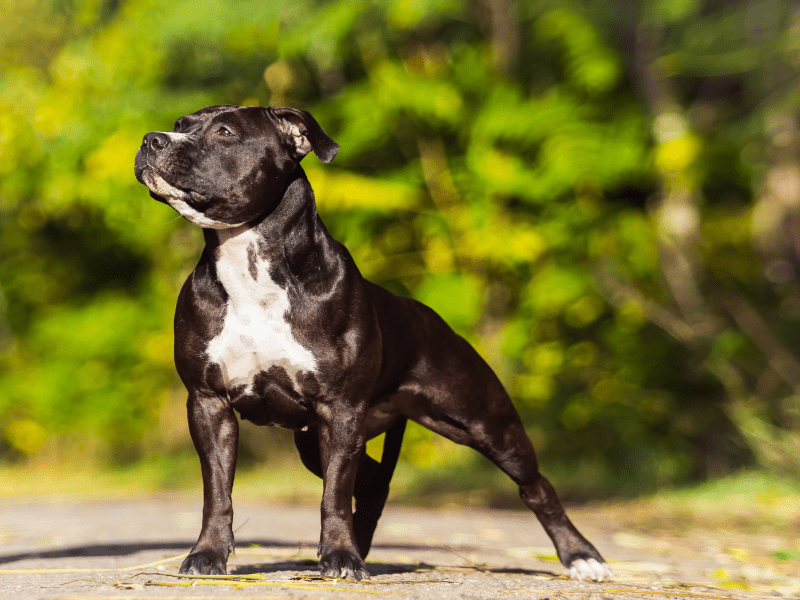 American Staffordshire-cynopassion-quels-chiens-categorie-1-ou-2-2 American Staffordshire cynopassion quels chiens categorie 1 ou 2 2