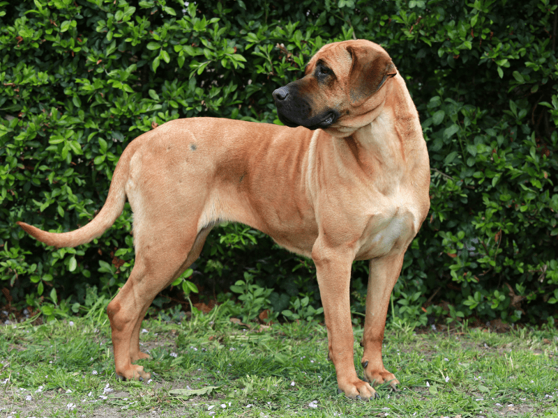 chien-permis chien permis