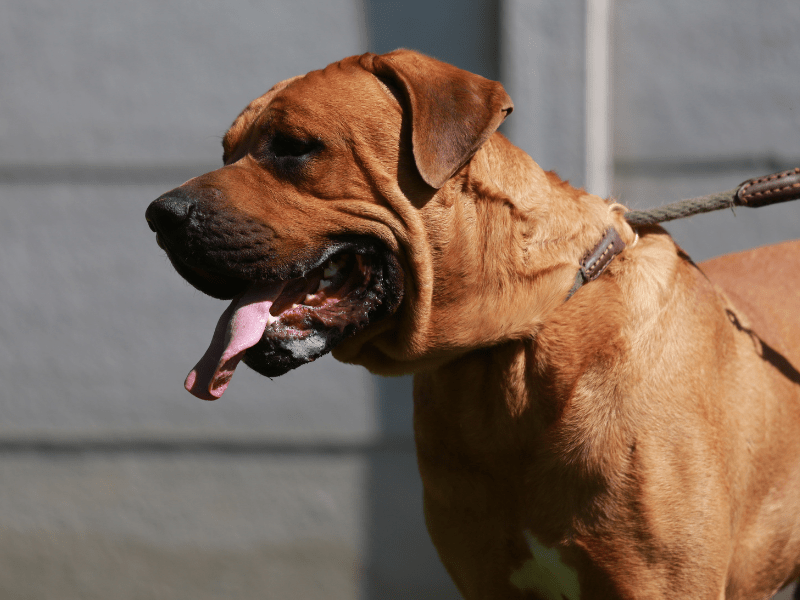 quels-chiens-categorie-1-ou-2 quels chiens categorie 1 ou 2