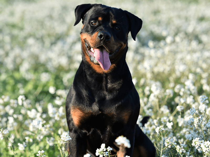 rot-cynopassion-quels-chiens-categorie-1-ou-2 rot cynopassion quels chiens categorie 1 ou 2