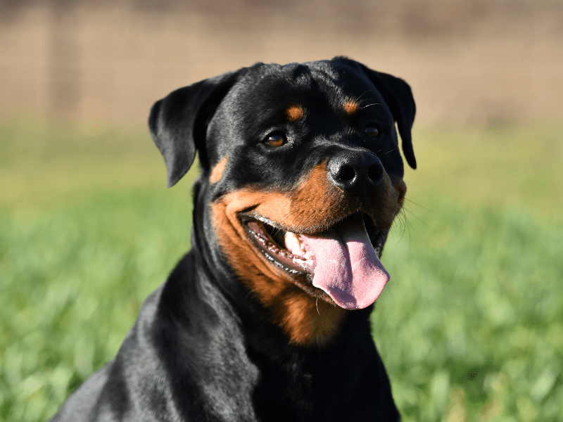 rottweiller-cynopassion-quels-chiens-categorie-1-ou-2 rottweiller cynopassion quels chiens categorie 1 ou 2